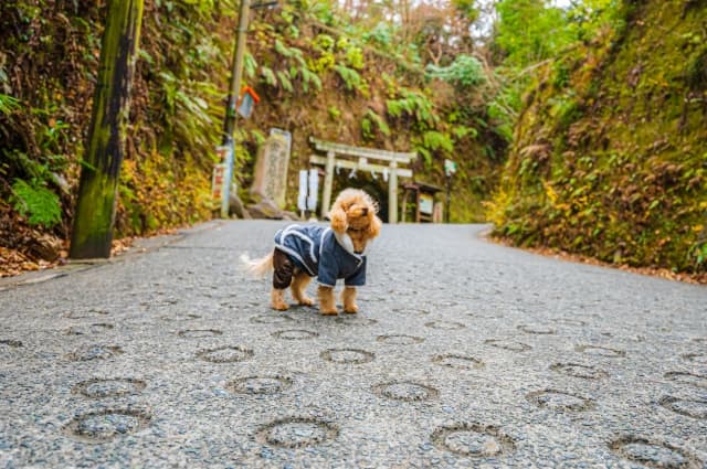 ぽつんとトイプードル