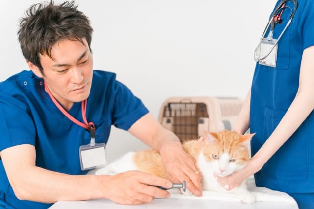 動物病院で獣医師に診察を受ける猫