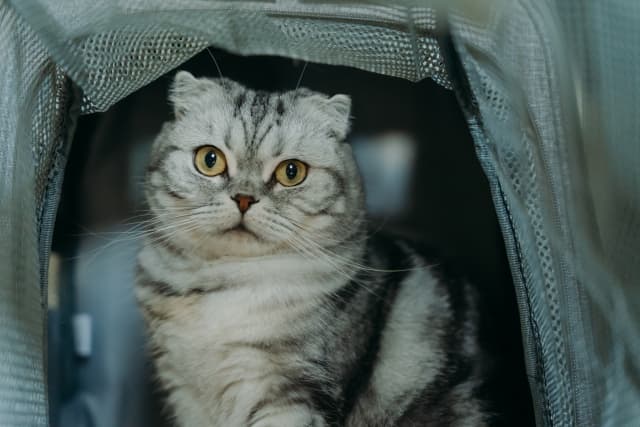 キャリーで待機する防災意識の高い猫３
