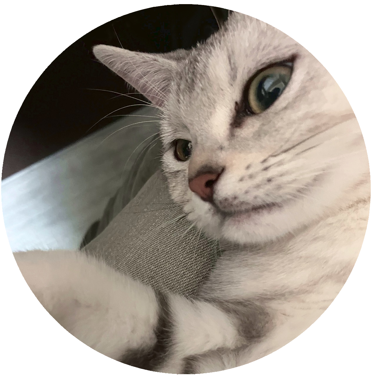 猫野ししゃも